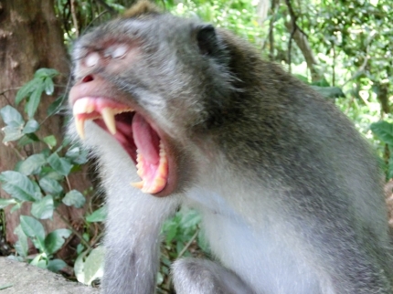 ubud (06)
